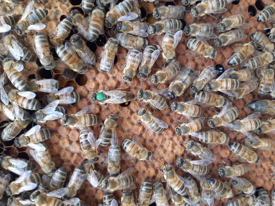 Herz der Bienenstöcke