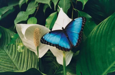Papillon_The Naturospace_Honfleur