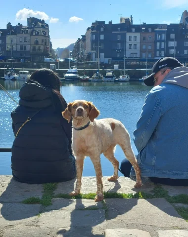 Was können Sie mit Ihrem Hund in Honfleur unternehmen?