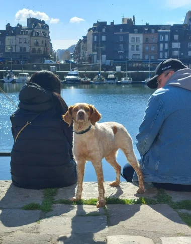 Quoi faire à Honfleur avec son chien?