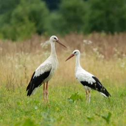 Les oiseaux de Normandie font leur show dans le Marais !
