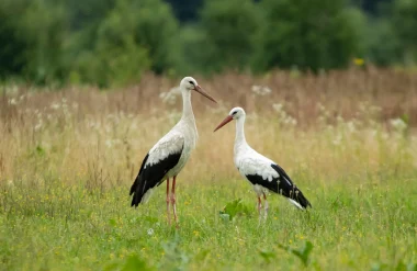 Les oiseaux de Normandie font leur show dans le Marais !