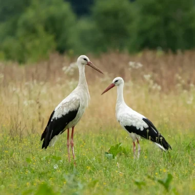 Les oiseaux de Normandie font leur show dans le Marais !