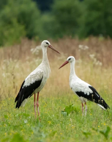 Les oiseaux de Normandie font leur show dans le Marais !