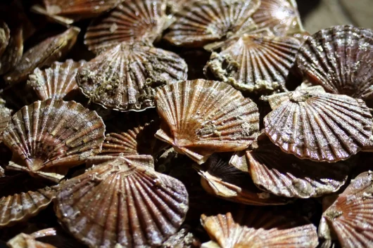 Le port de Honfleur et ses produits de la mer ! ⚓